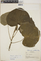 Lepianthes peltata image
