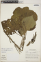 Lepianthes peltata image