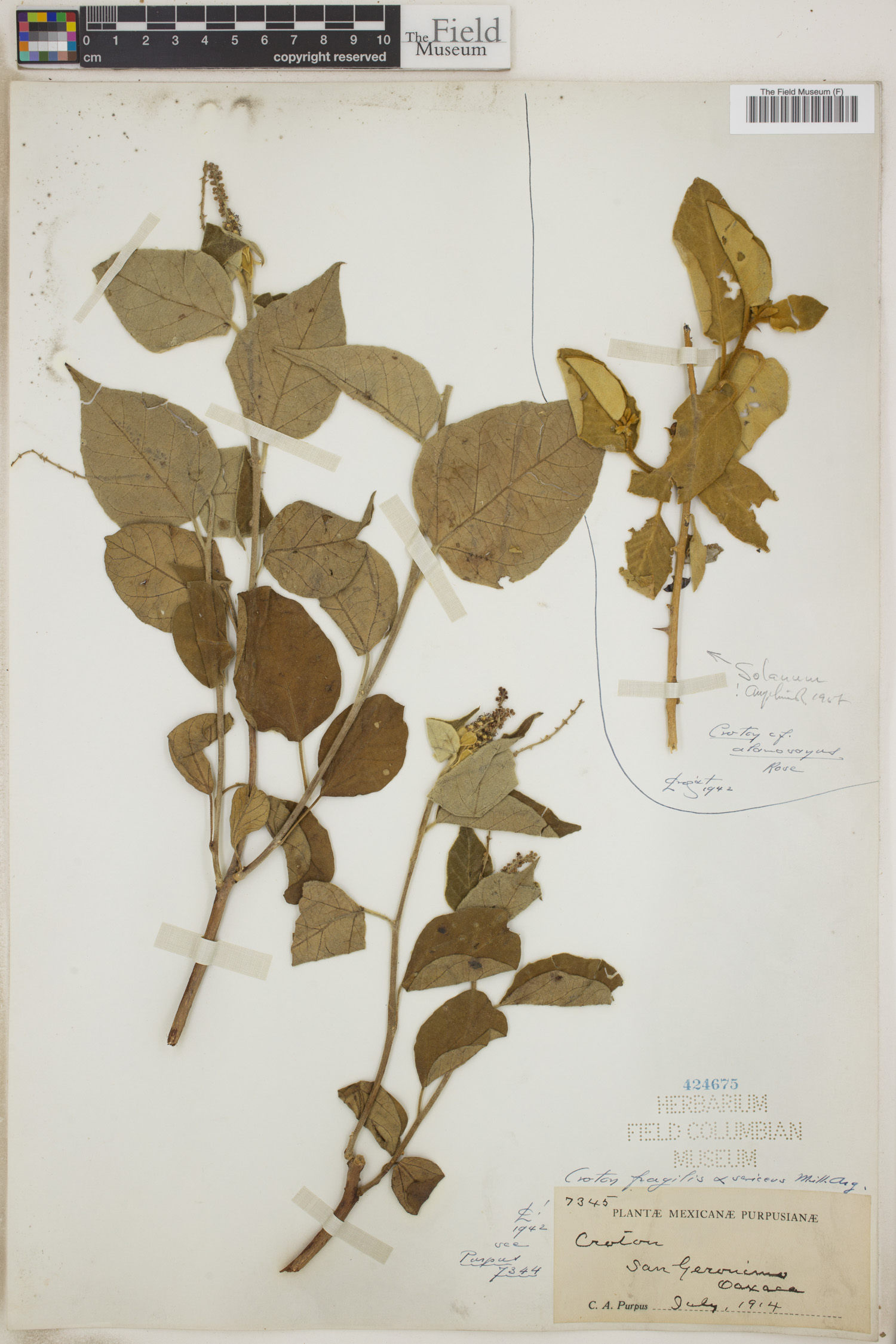 Croton fragilis image