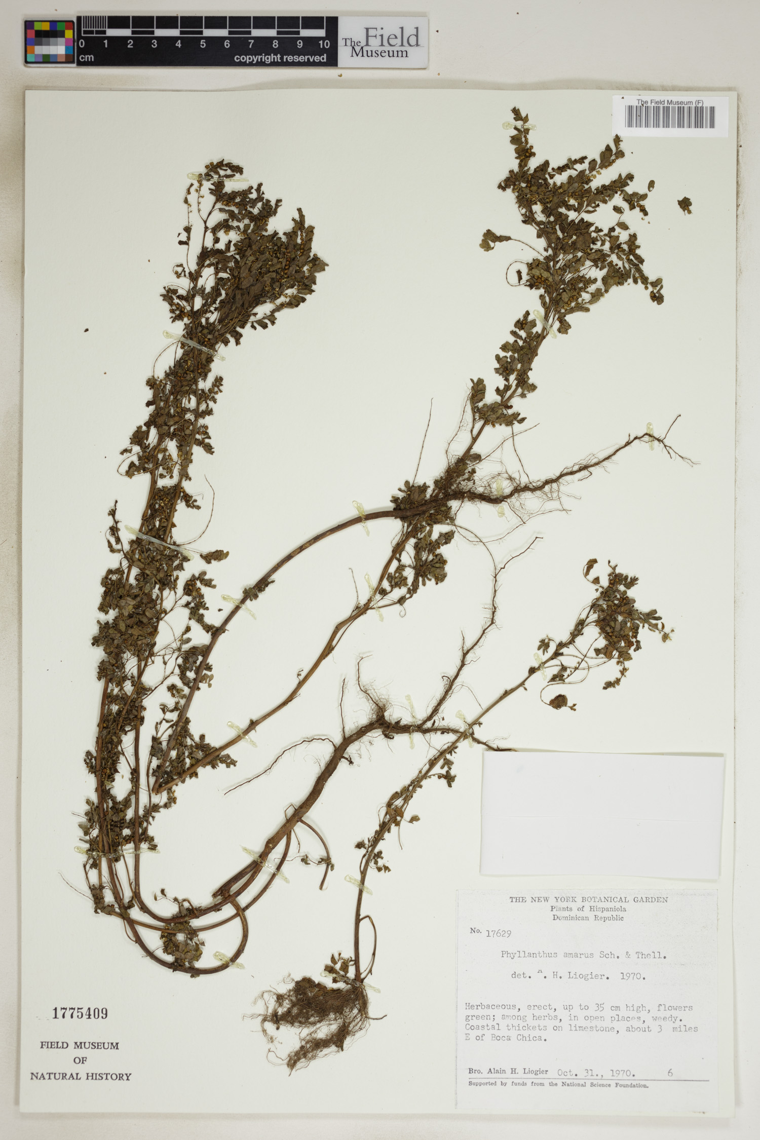 Phyllanthus amarus image
