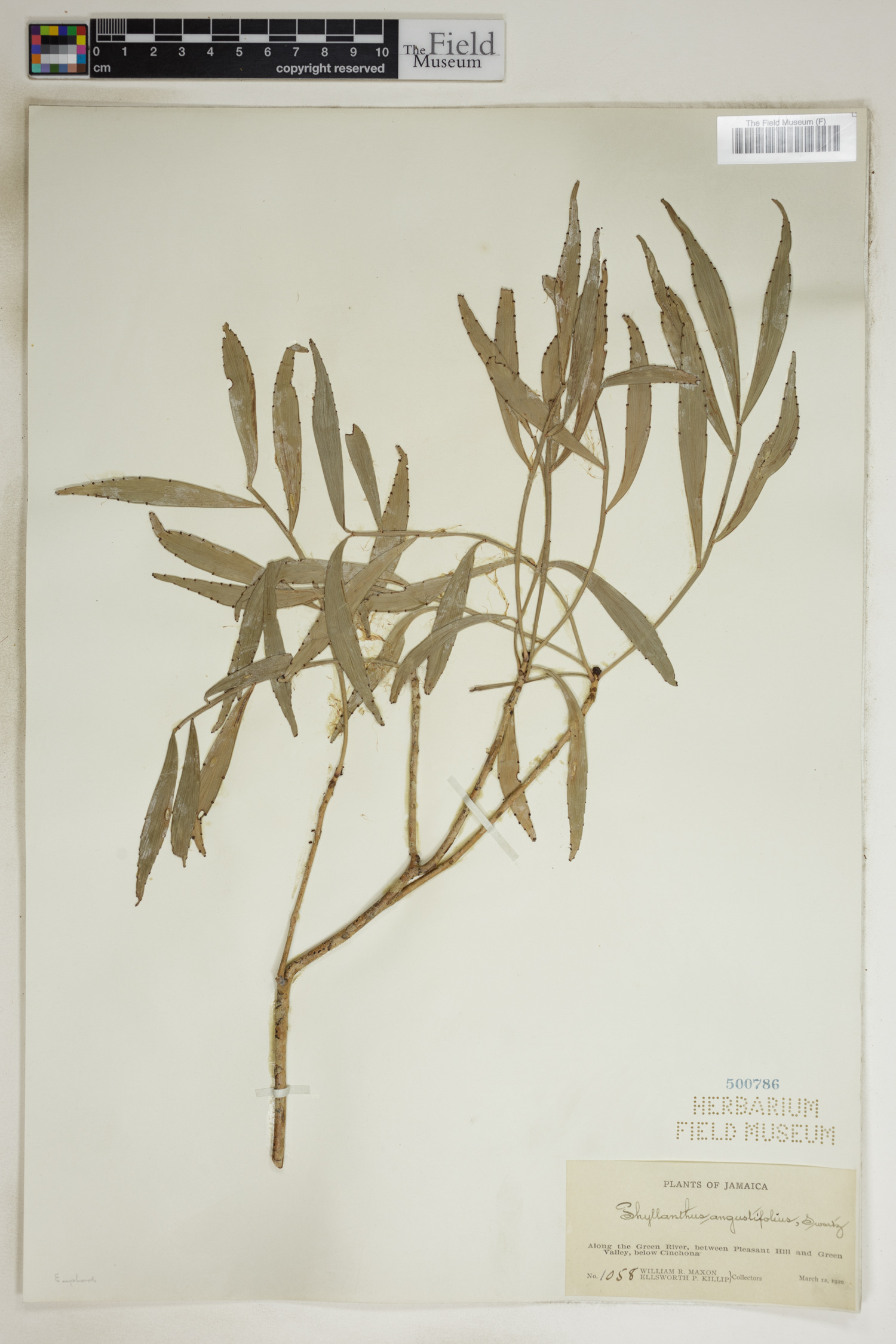 Phyllanthus angustifolius image