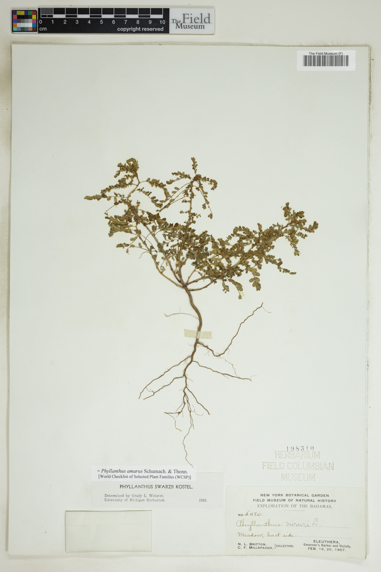 Phyllanthus amarus image
