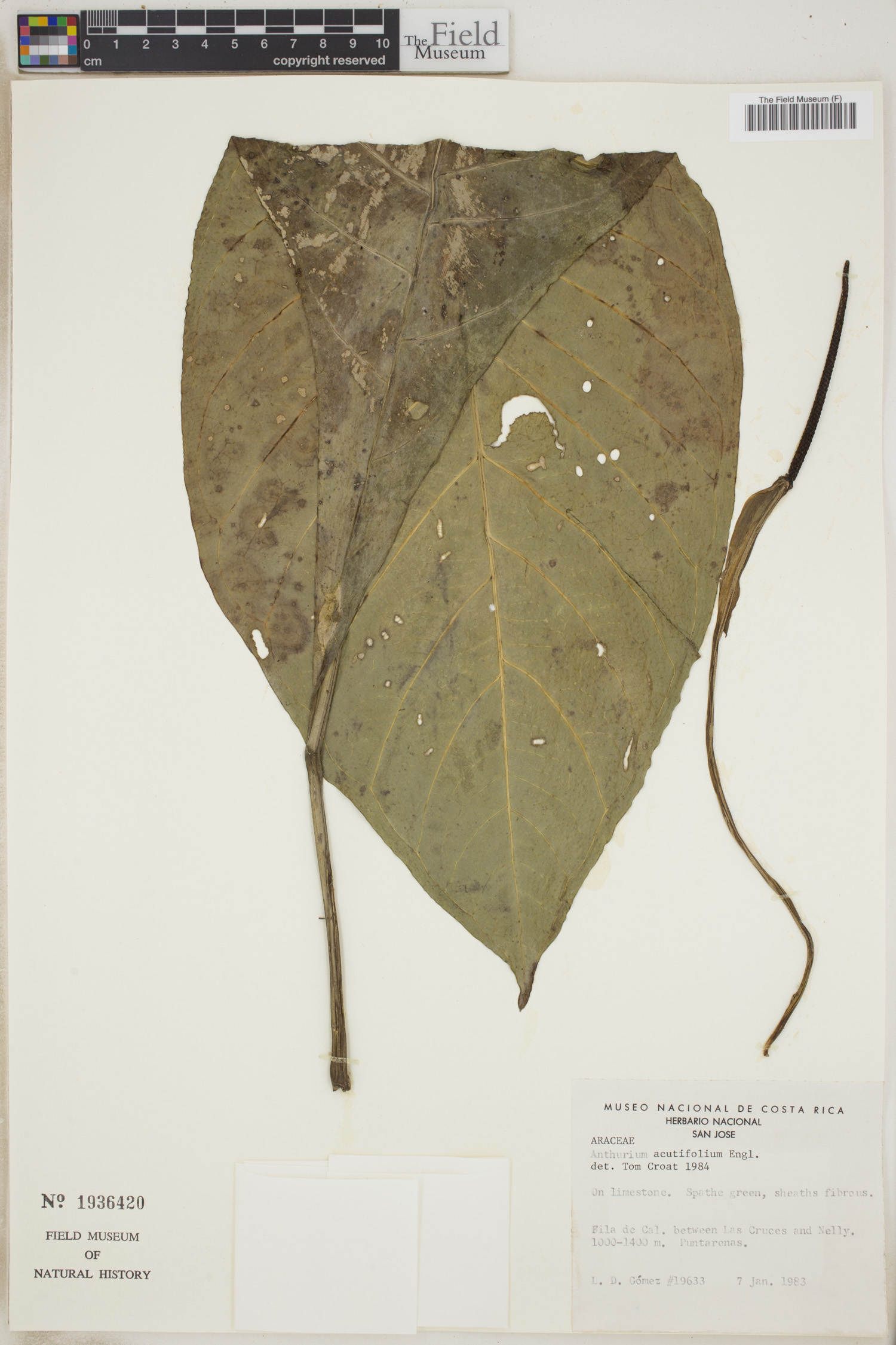 Anthurium acutifolium image