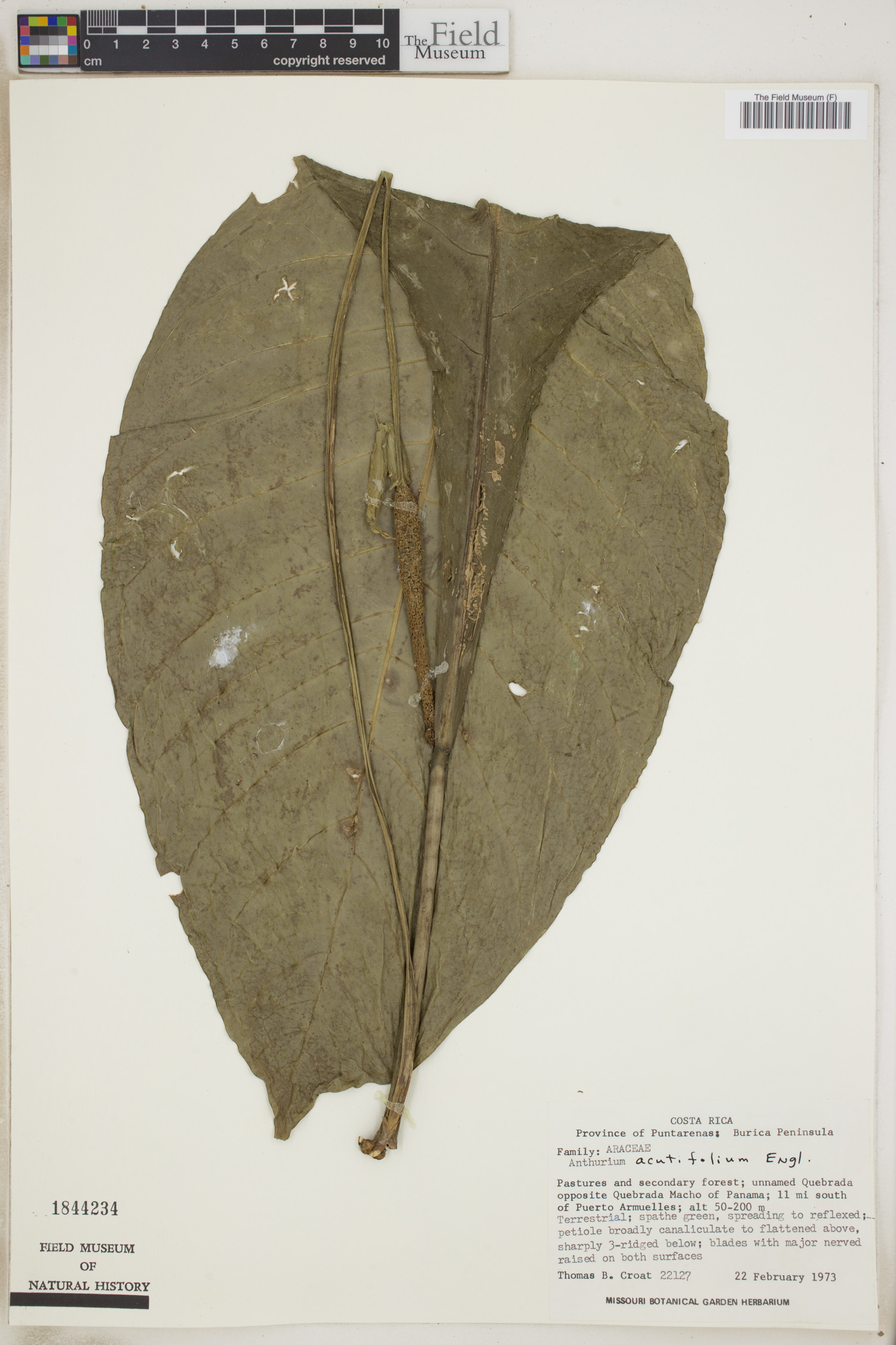 Anthurium acutifolium image