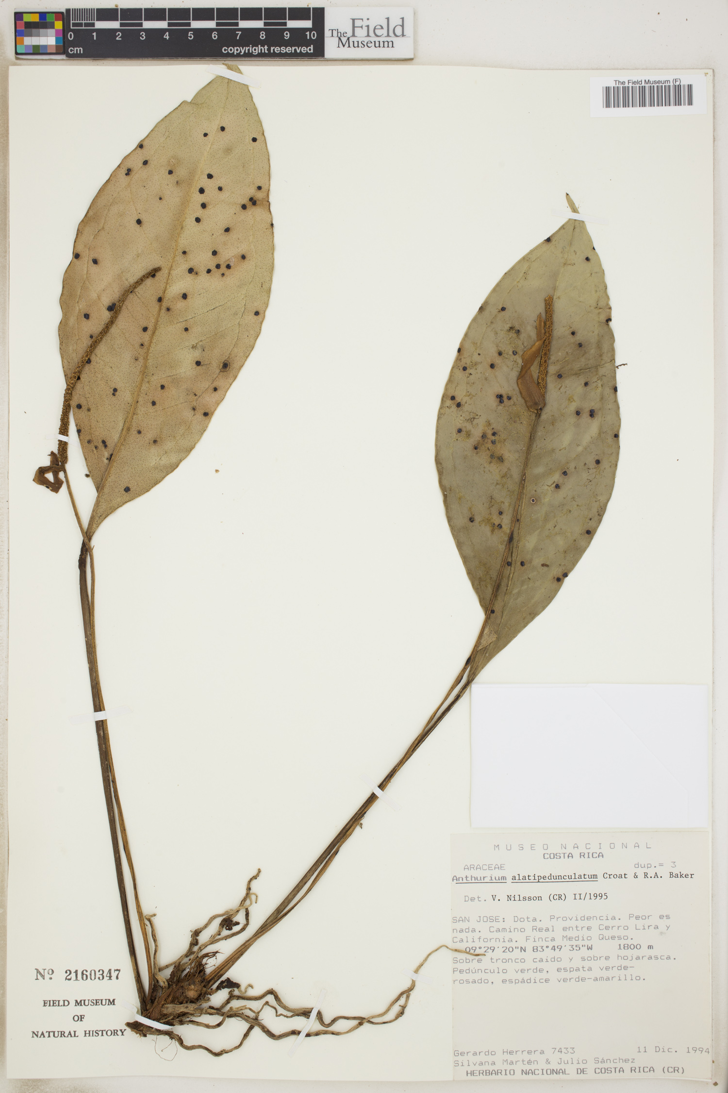 Anthurium alatipedunculatum image