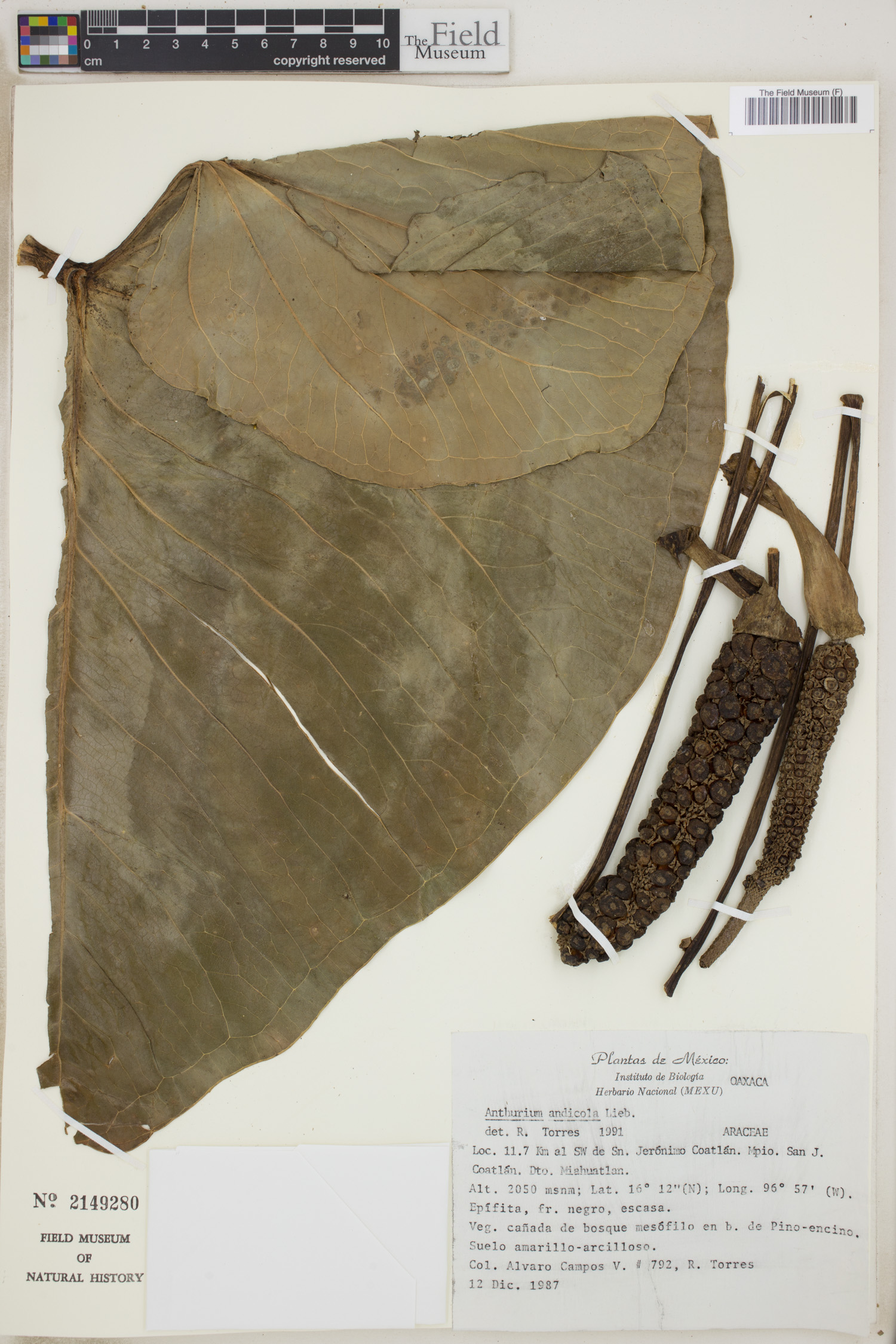 Anthurium andicola image