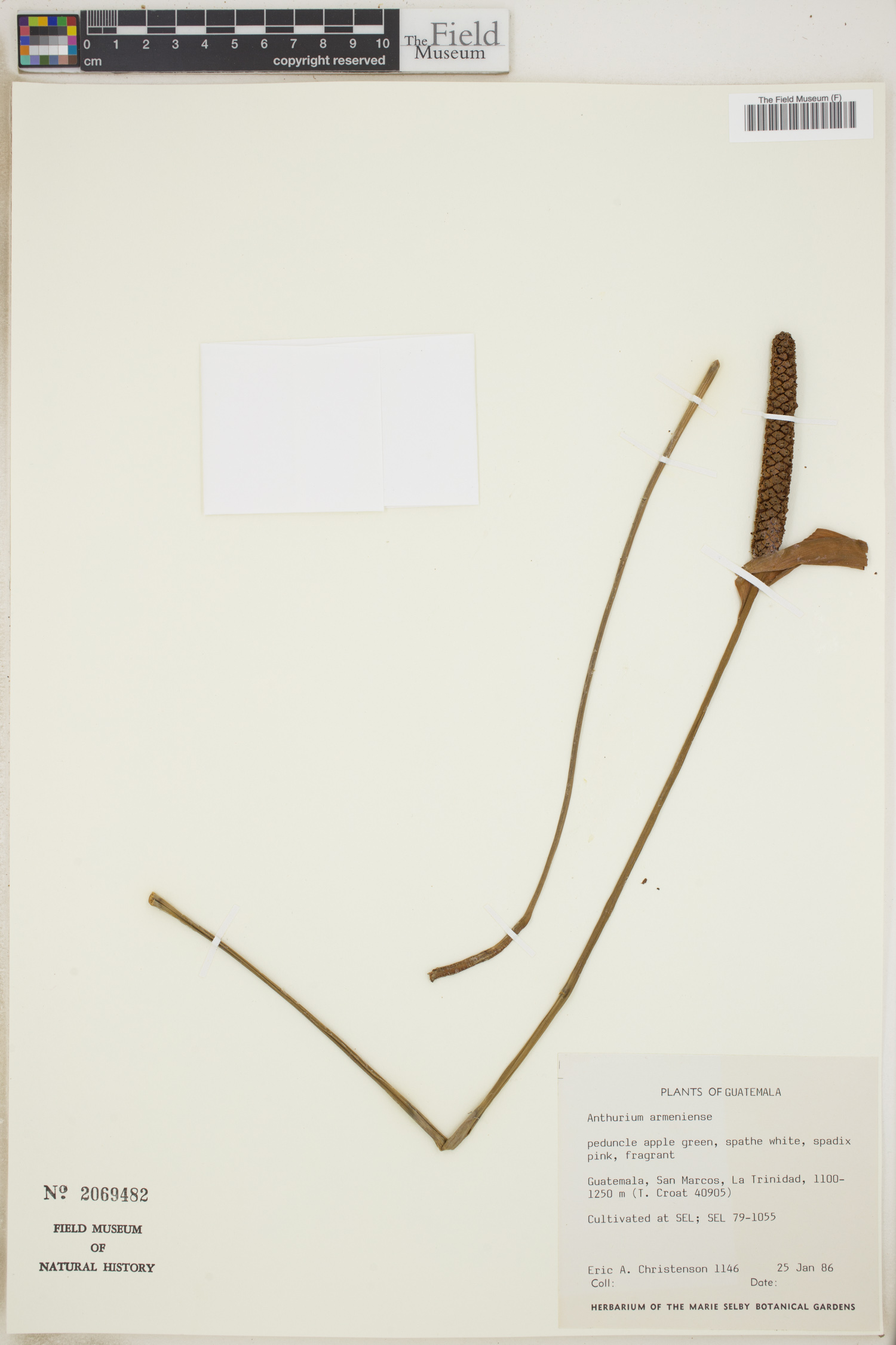 Anthurium armeniense image