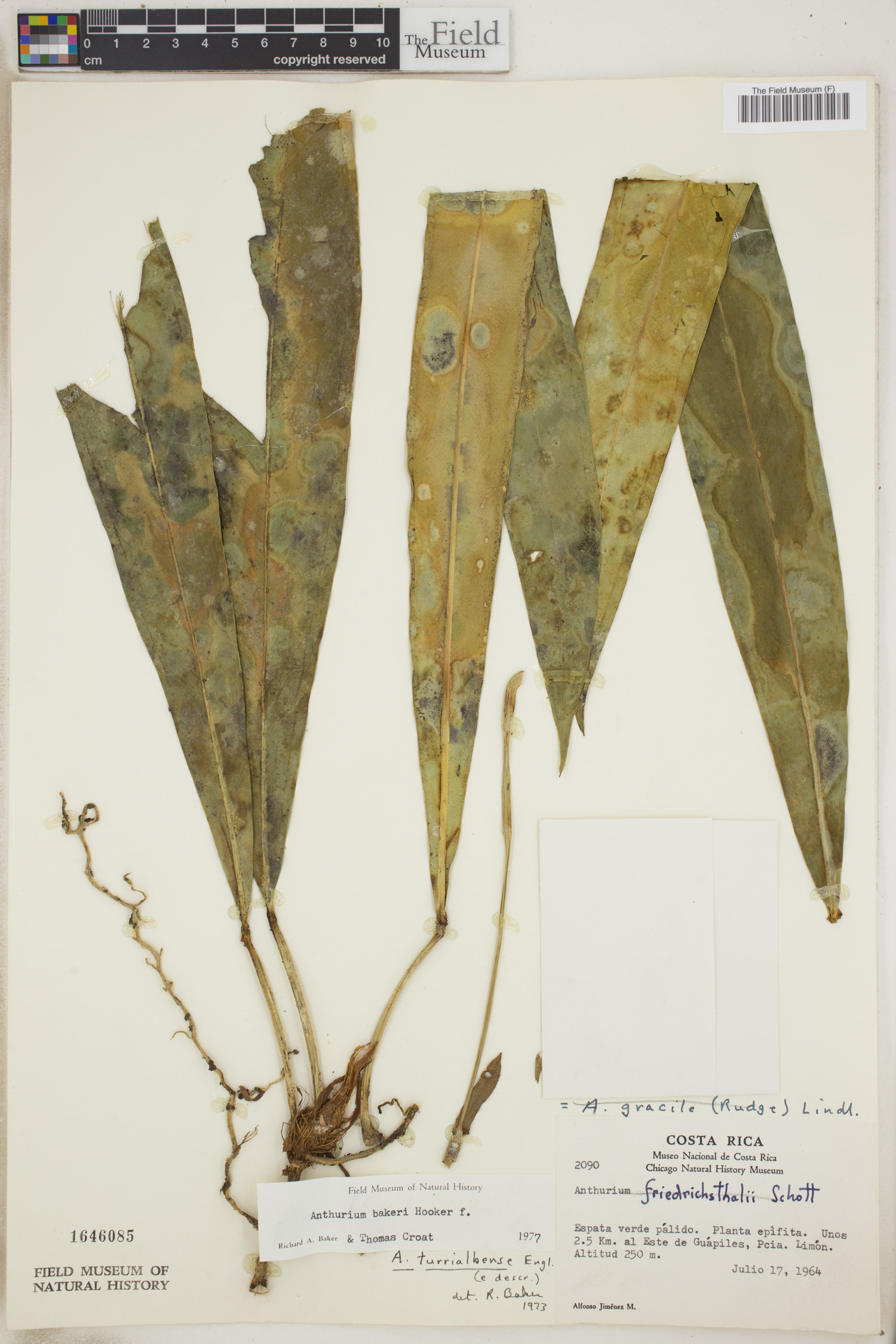 Anthurium bakeri image