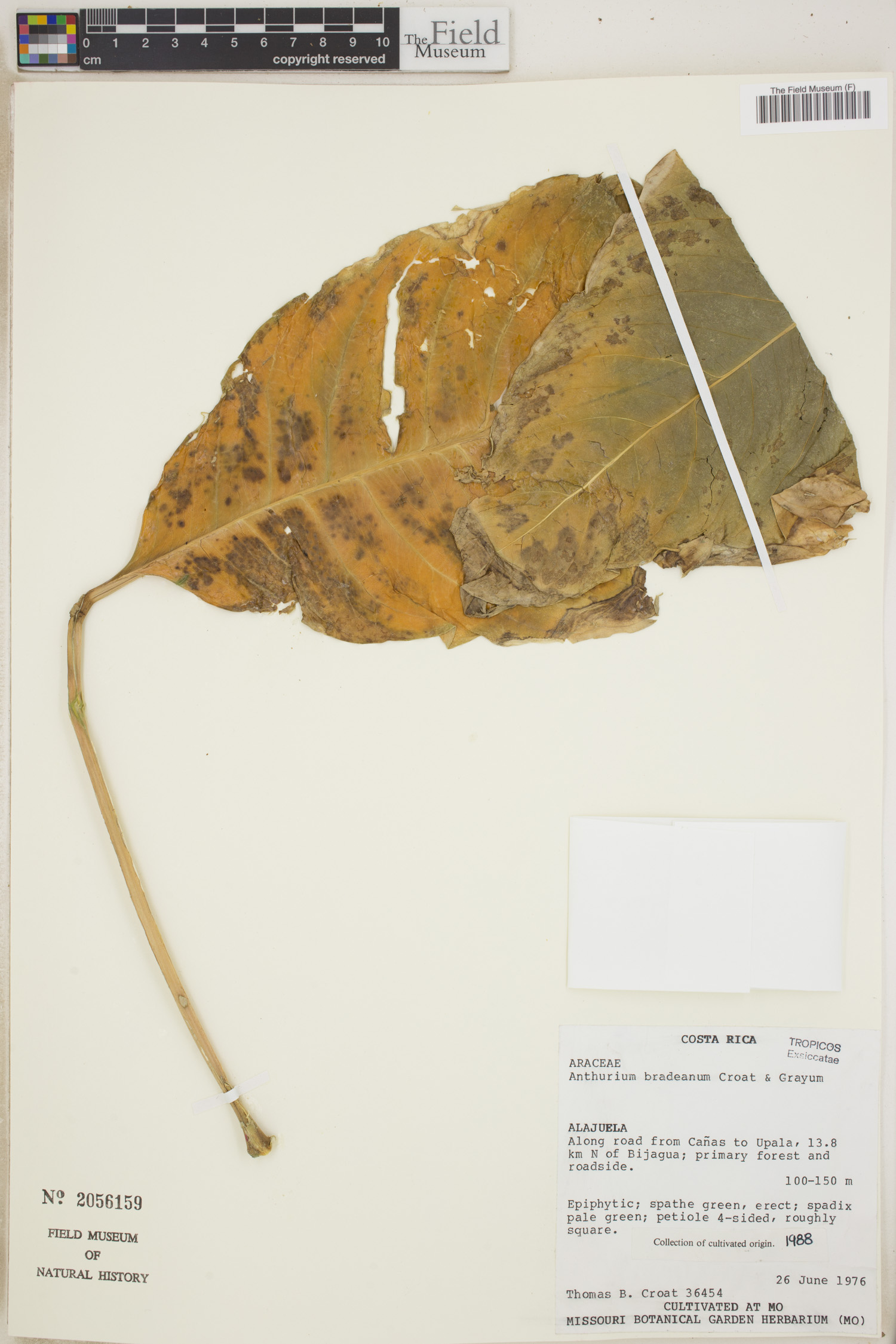 Anthurium bradeanum image