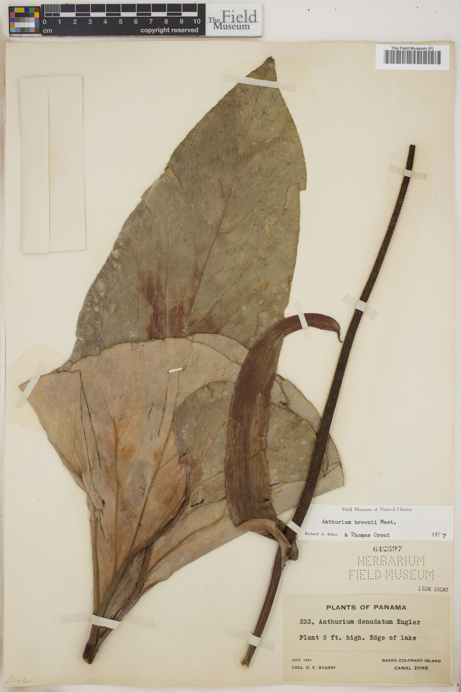Anthurium brownii image