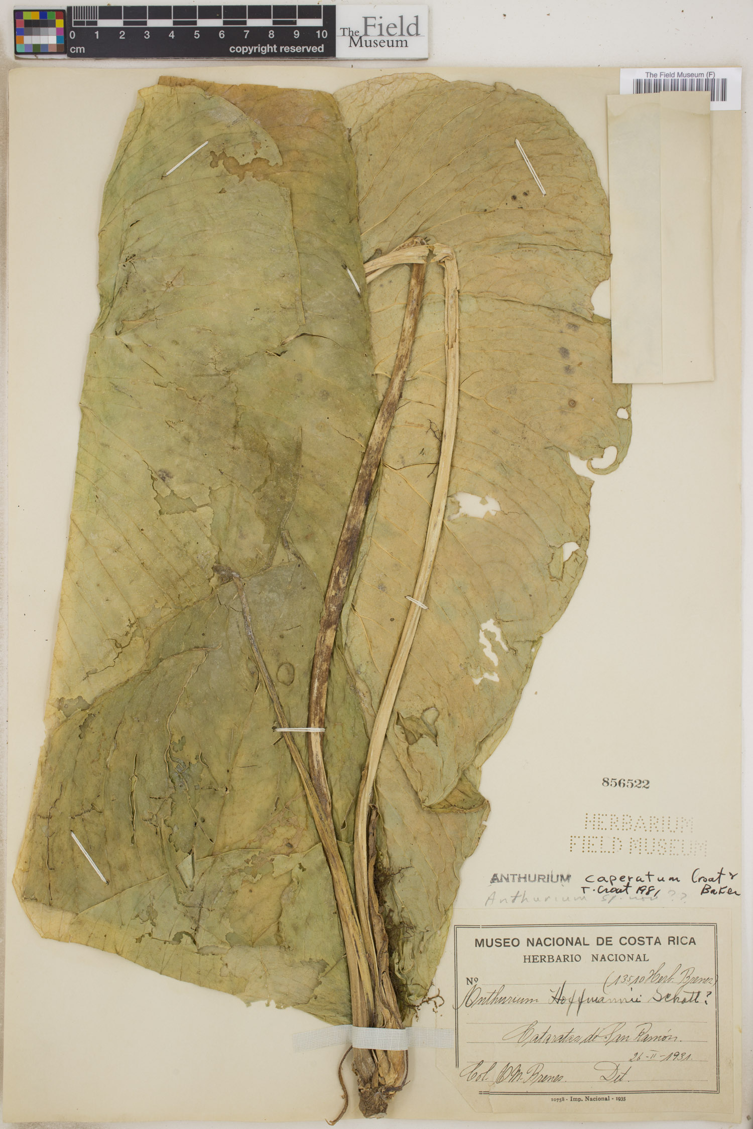 Anthurium caperatum image