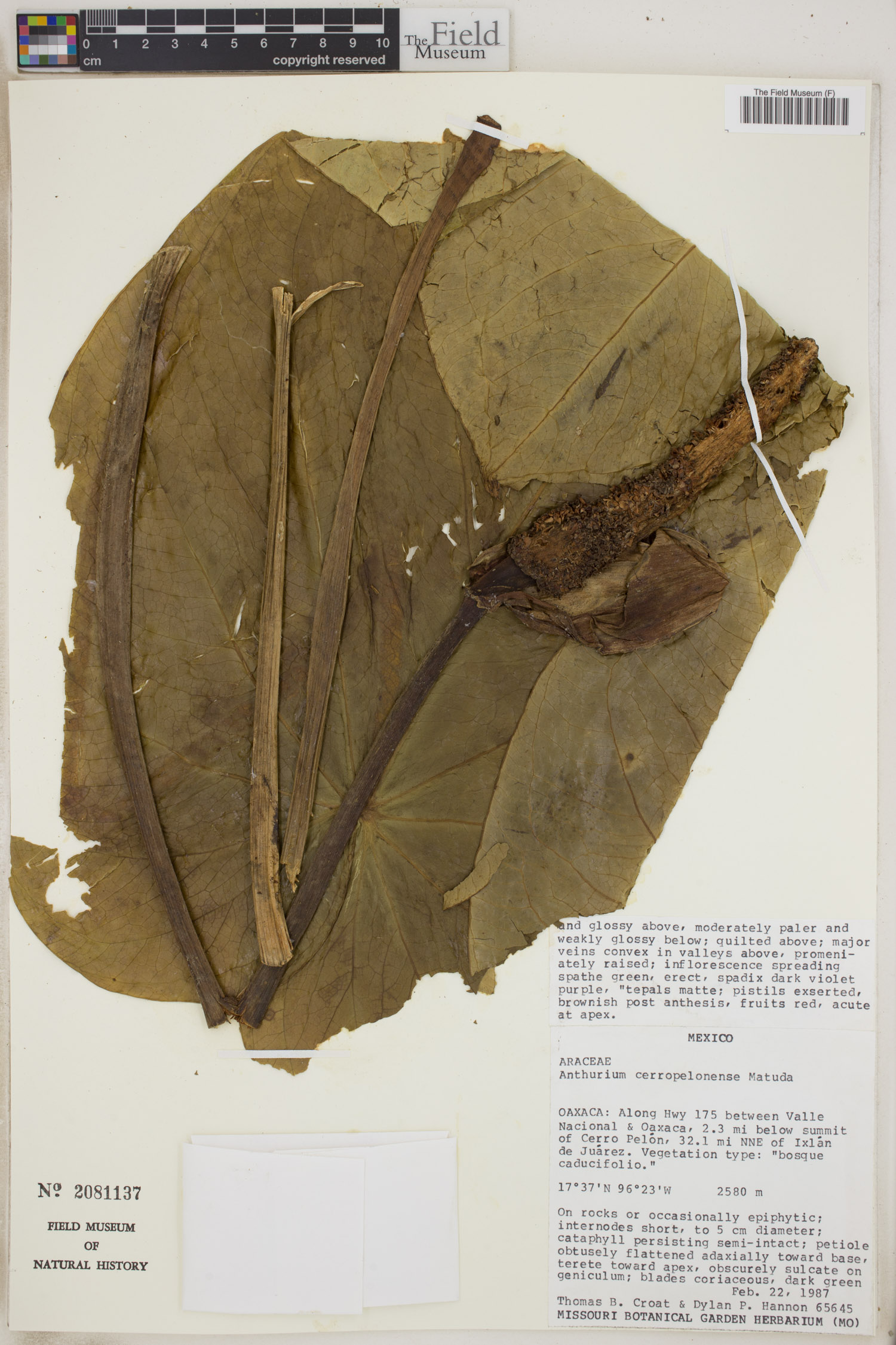 Anthurium cerropelonense image