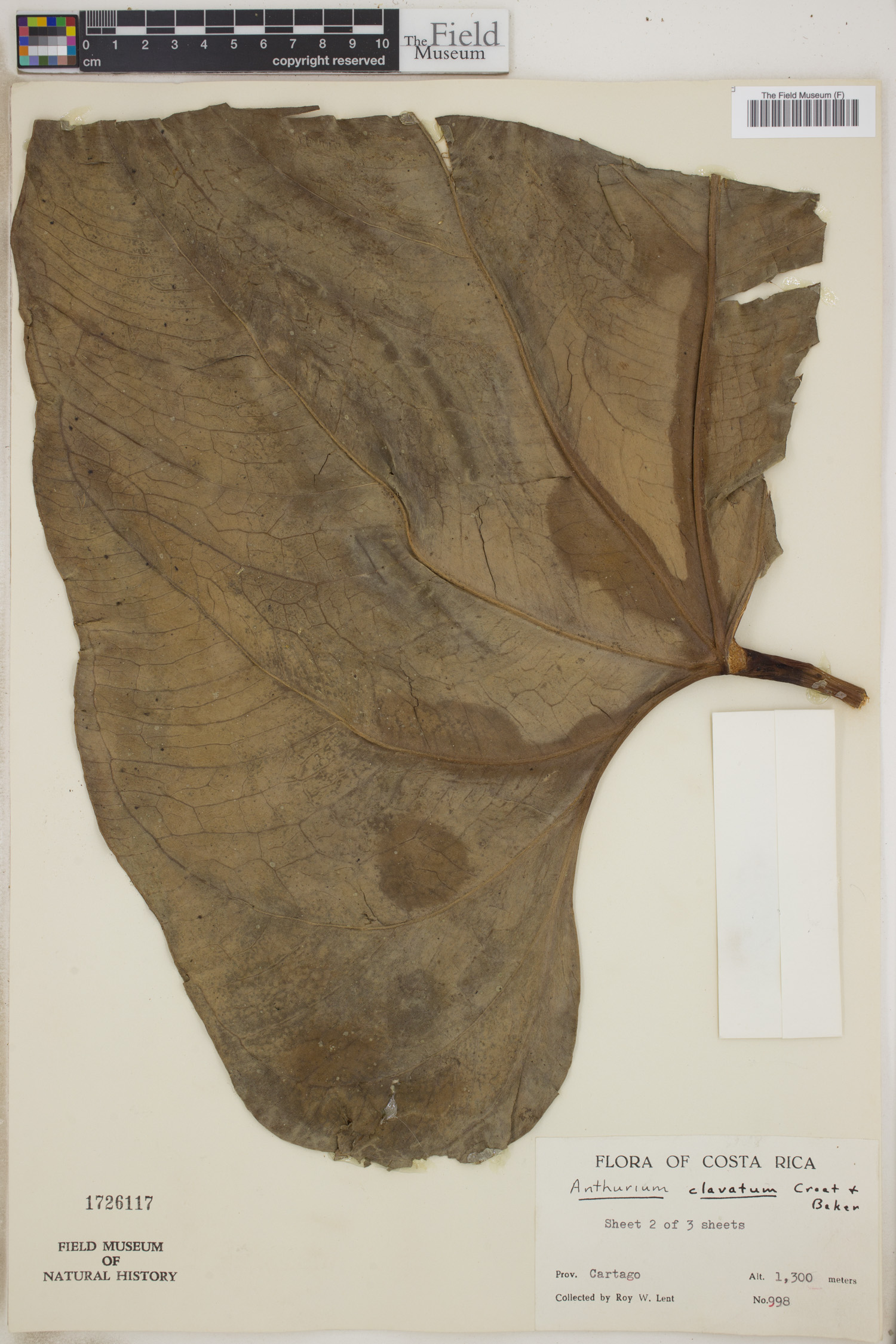 Anthurium clavatum image