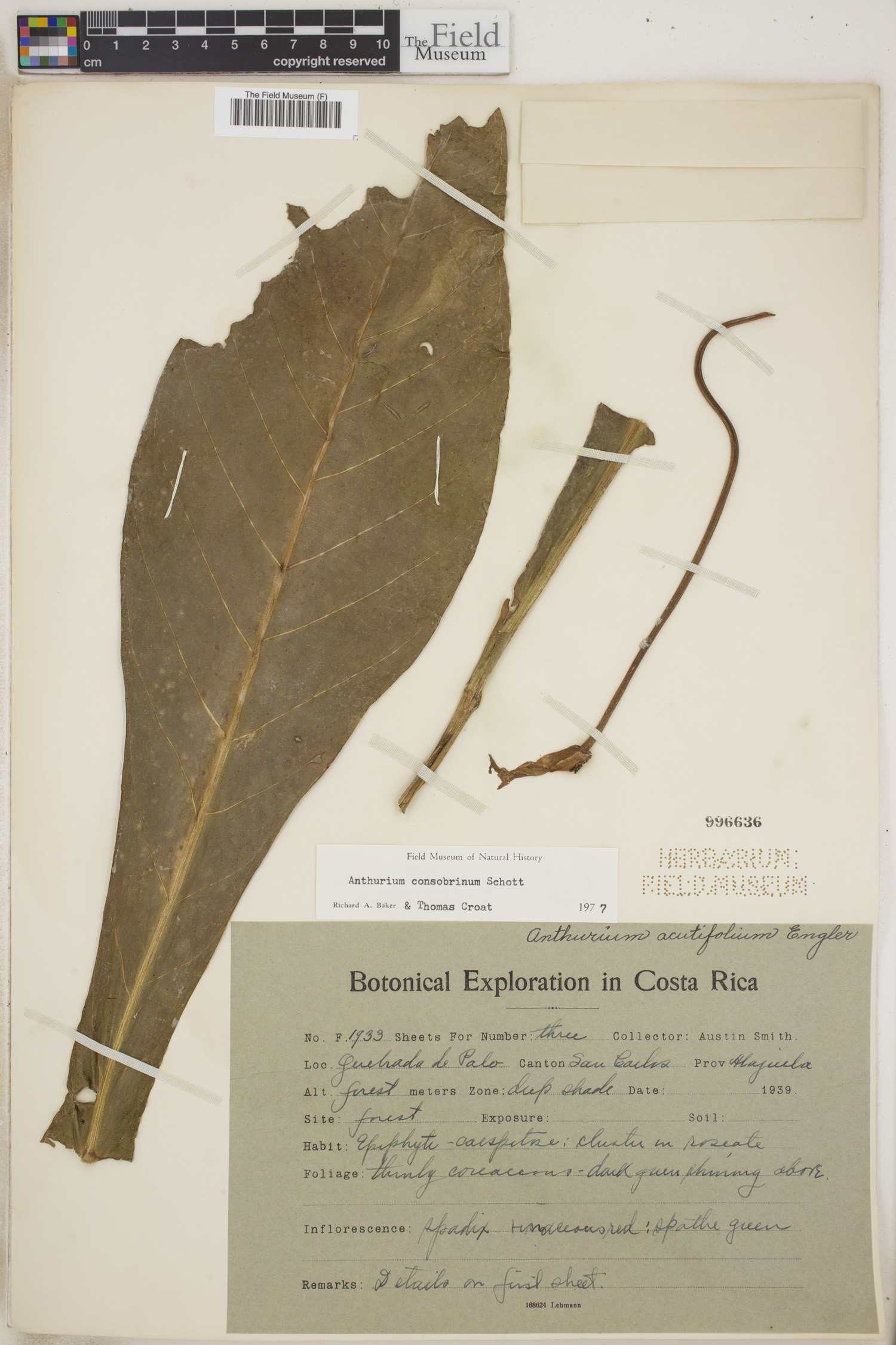 Anthurium consobrinum image