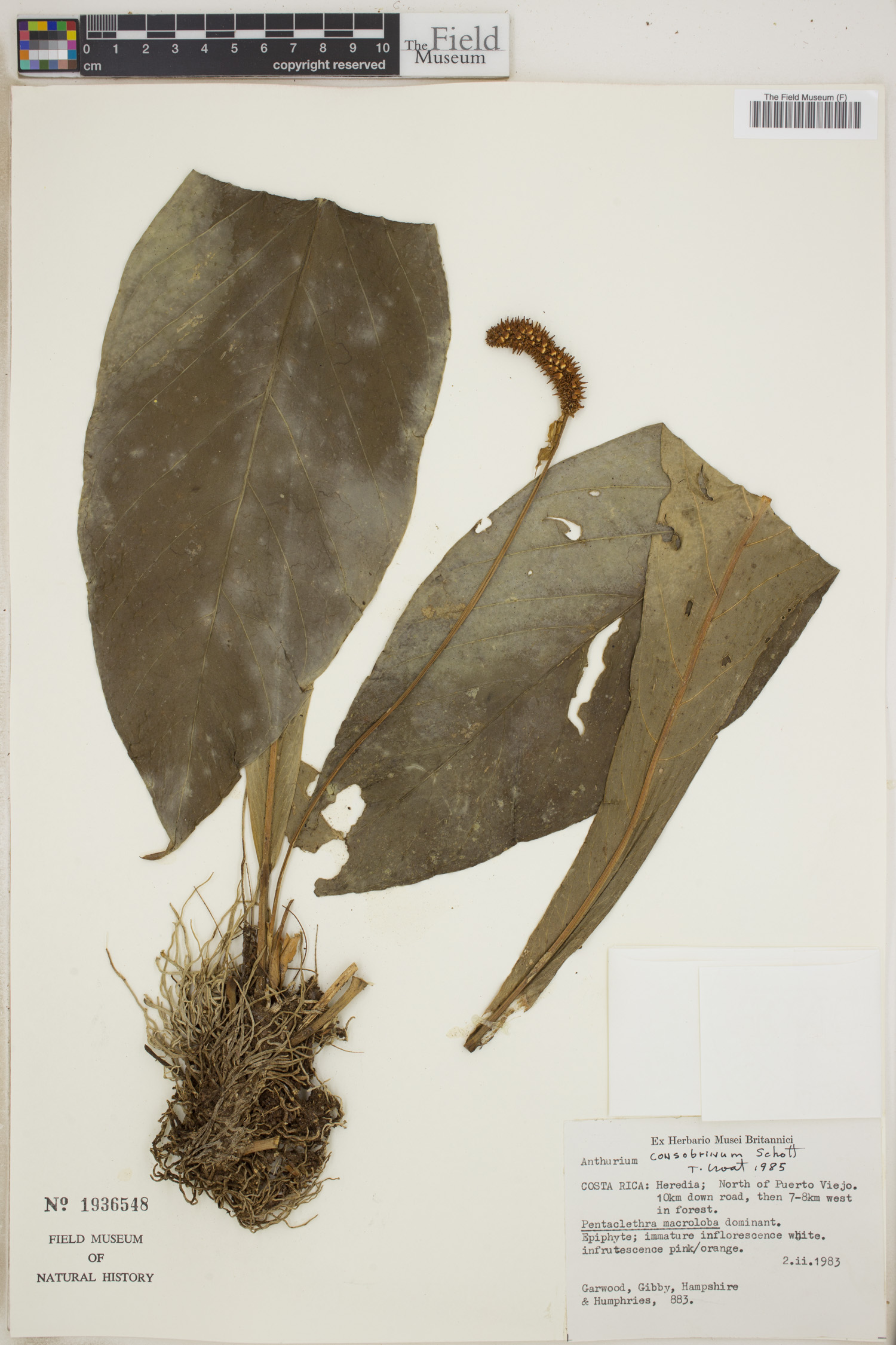 Anthurium consobrinum image