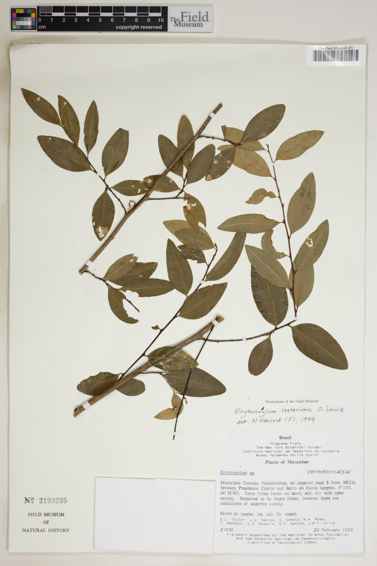 Erythroxylum laetevirens