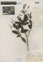 Rondeletia cupreiflora image