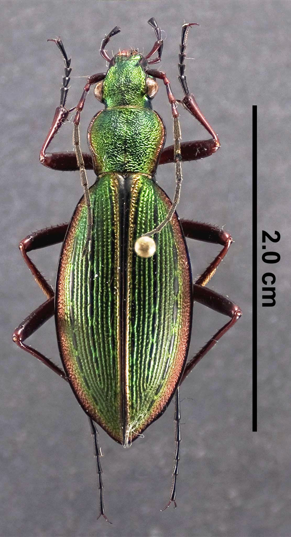 Ceroglossus suturalis thumbnail