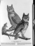 Great Horned Owl, by John James Audubon.