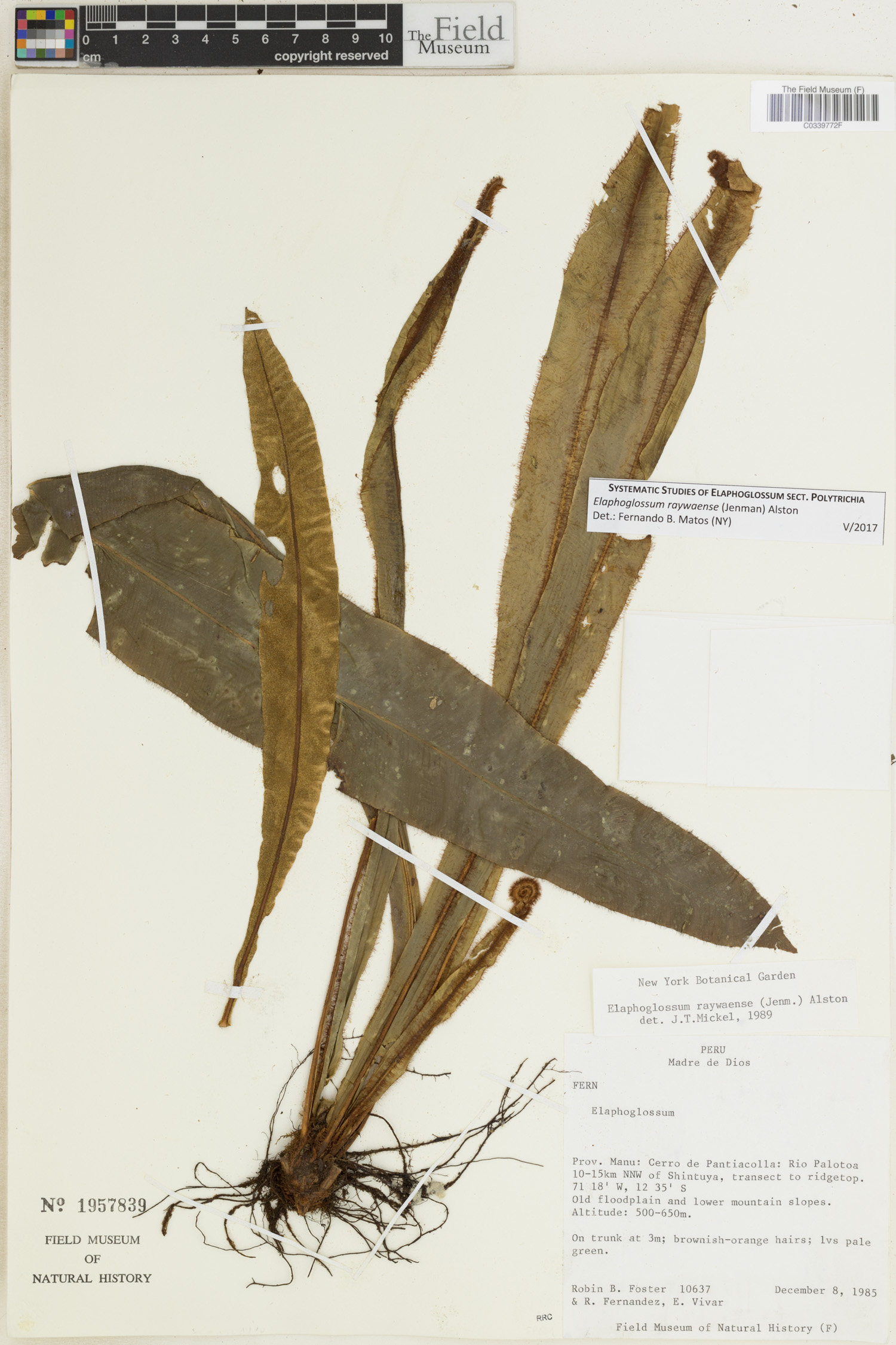 Elaphoglossum raywaense image
