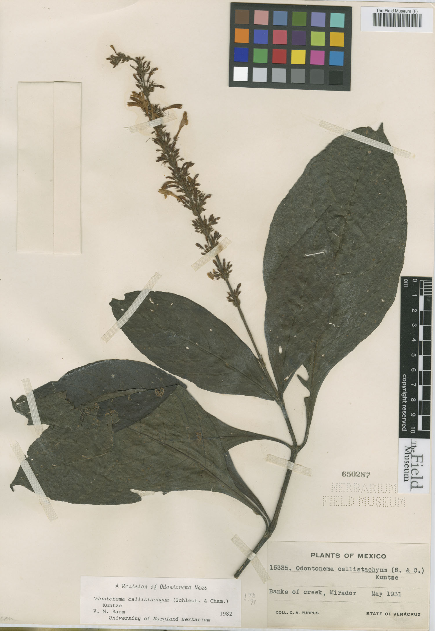 Odontonema callistachyum image