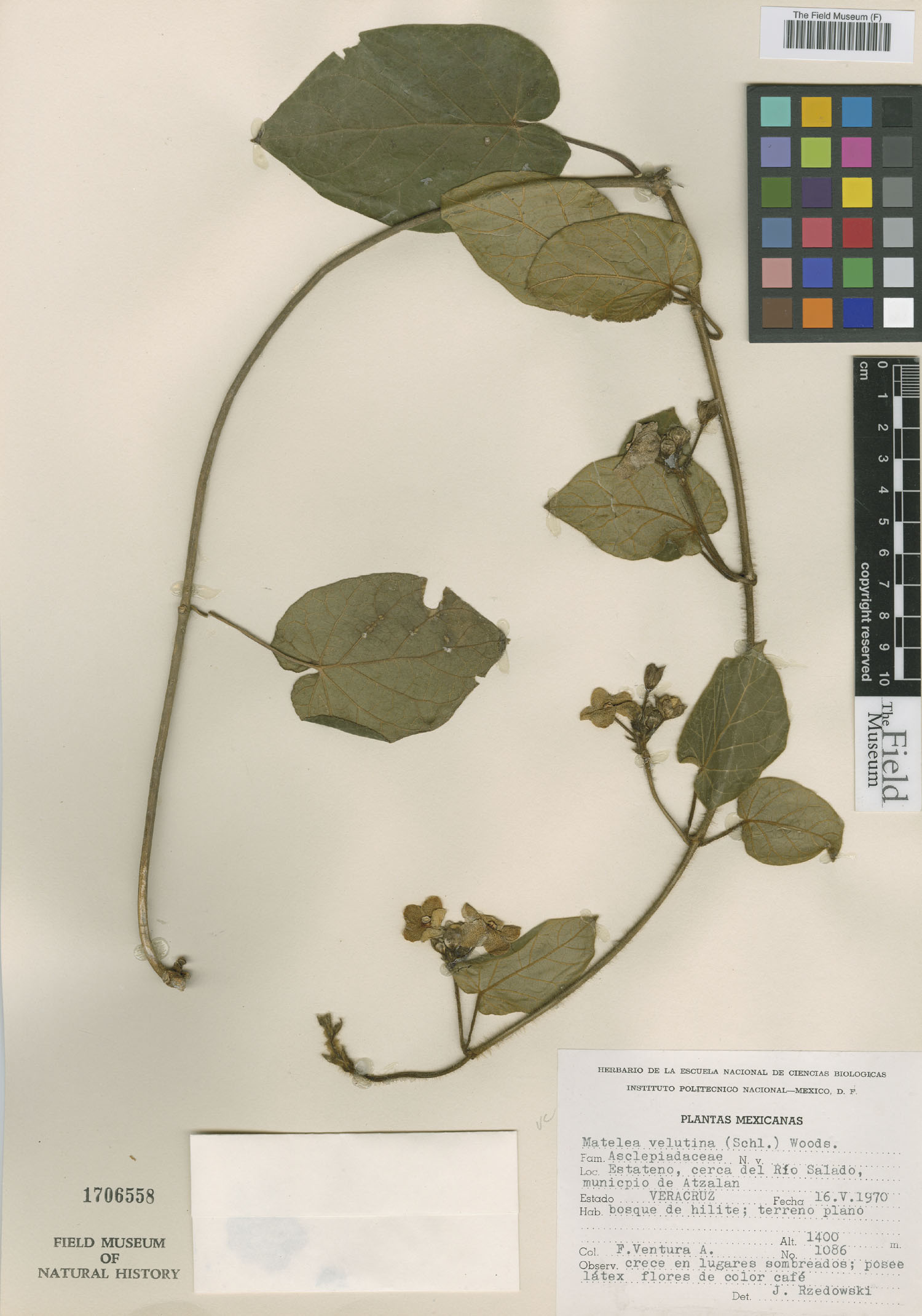 Matelea velutina image