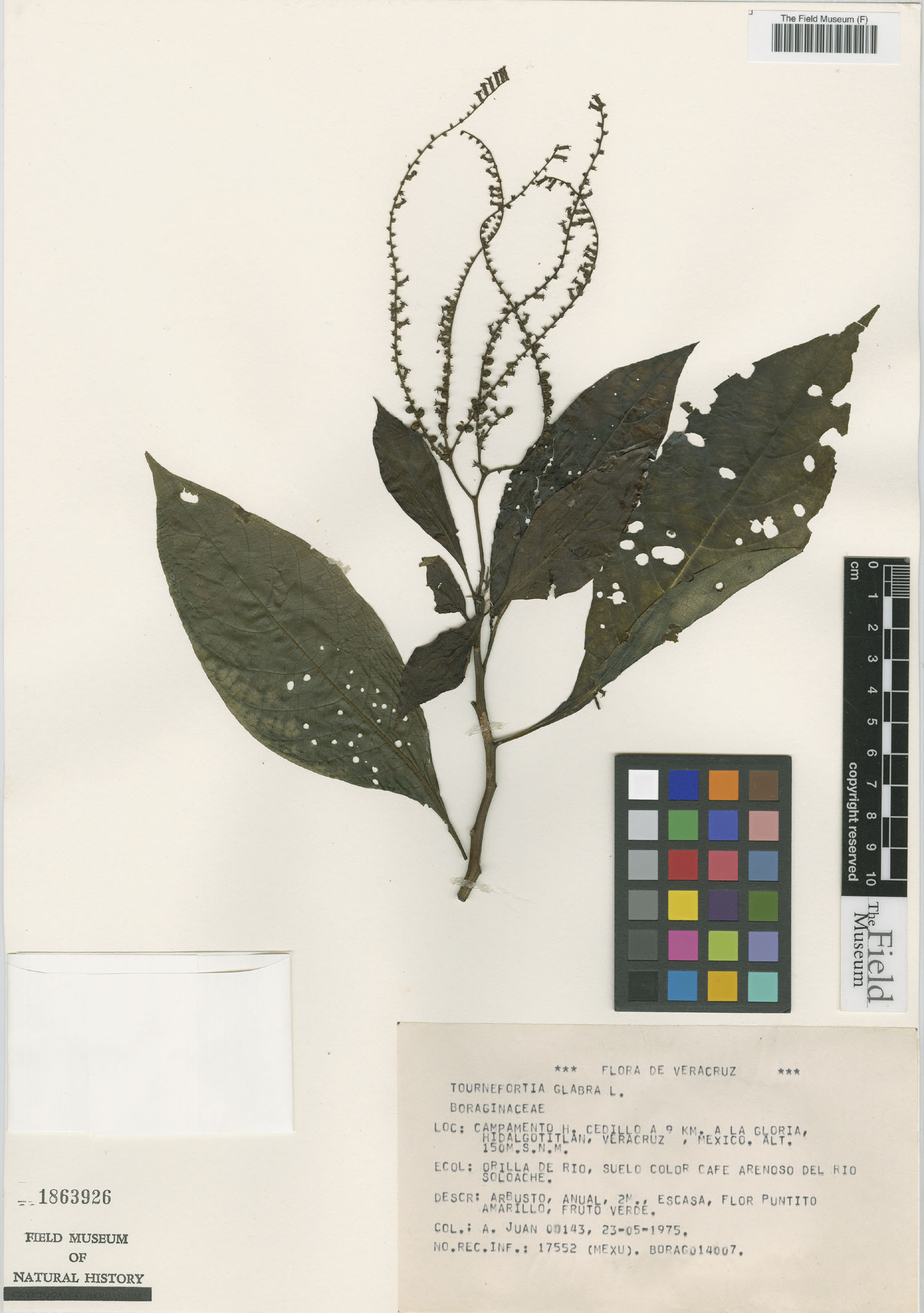 Tournefortia glabra image