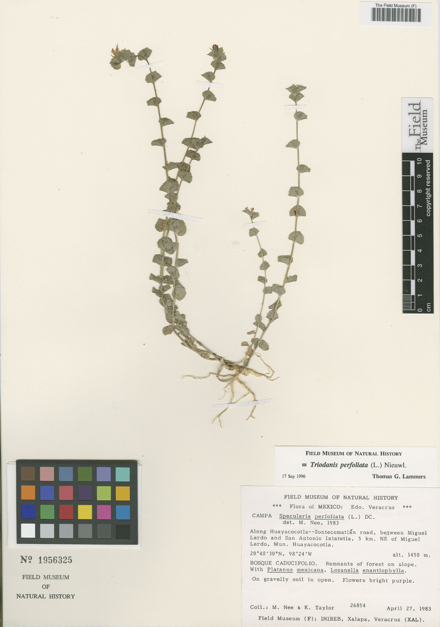 Specularia perfoliata image
