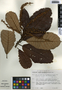 Clethra macrophylla image