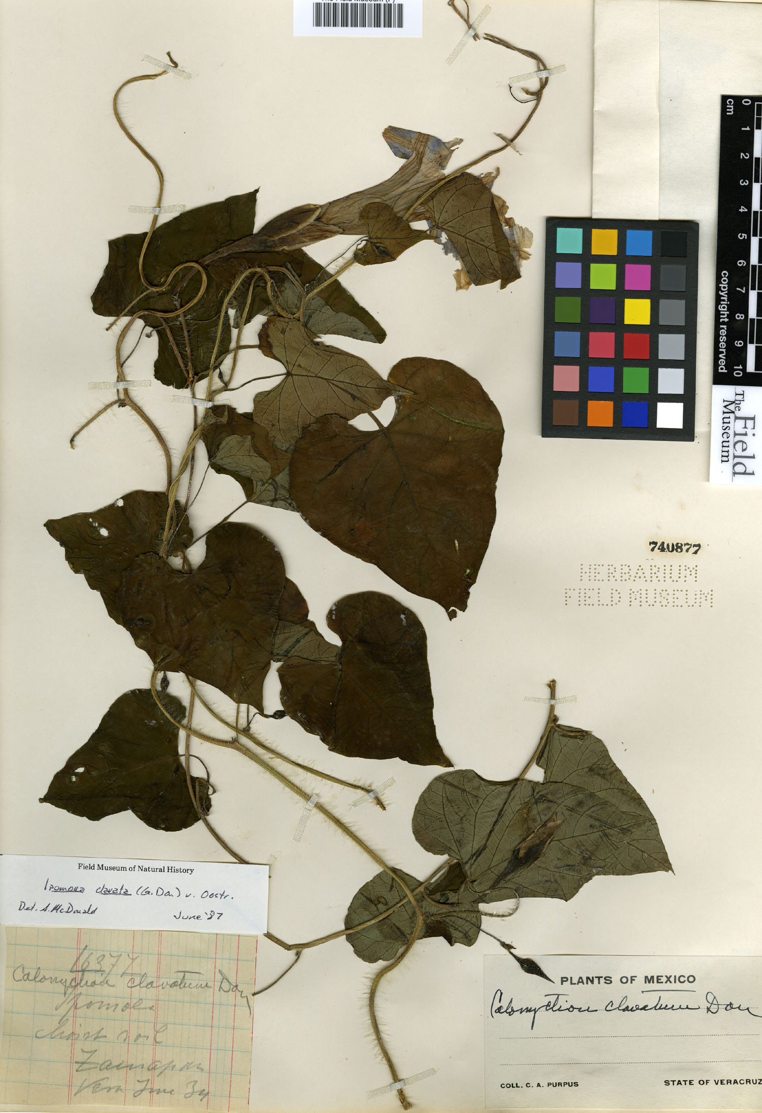 Ipomoea clavata image