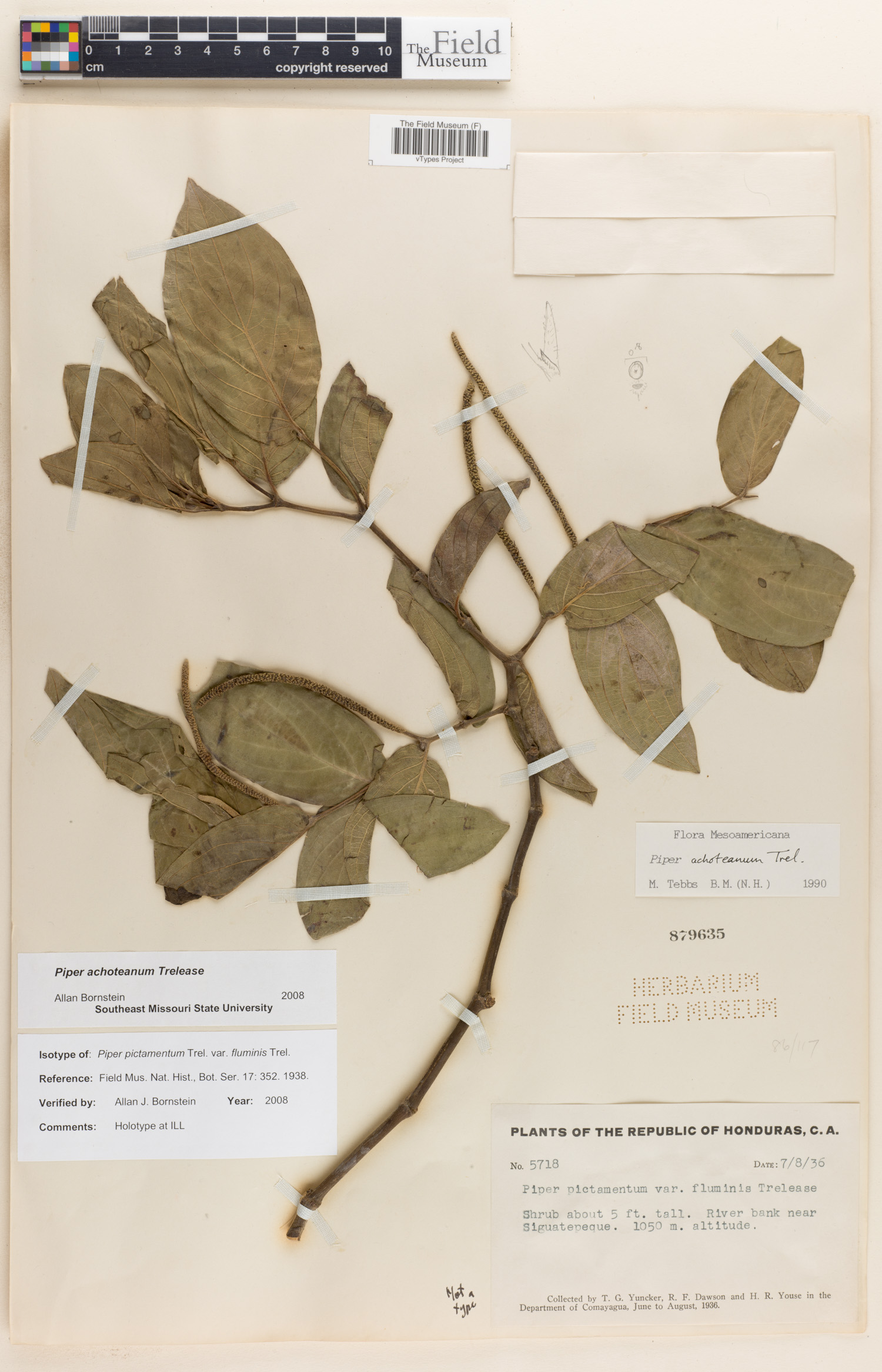 Piper achoteanum image