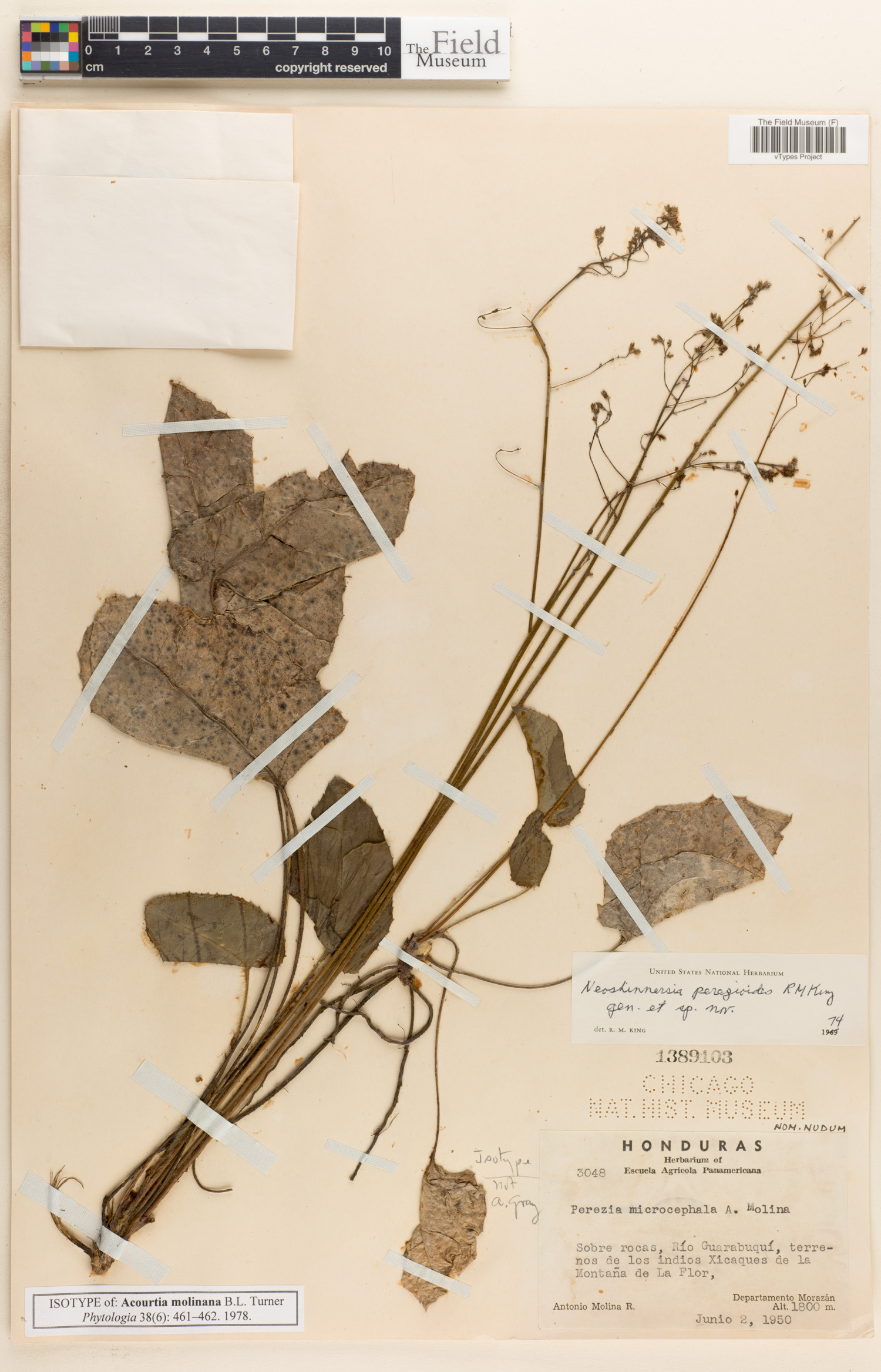 Acourtia molinana image