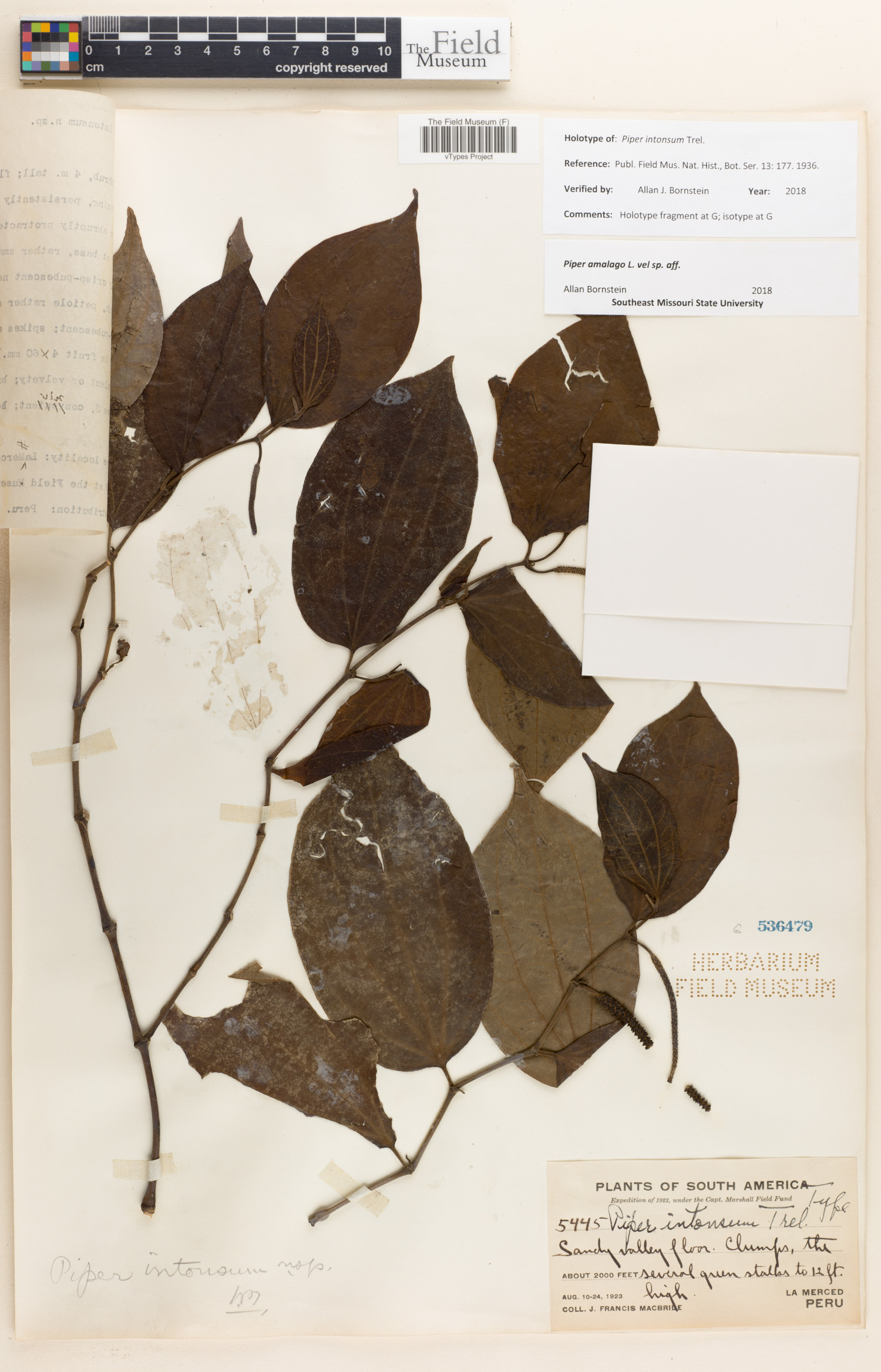 Piper intonsum