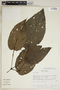 Piper glabrescens image
