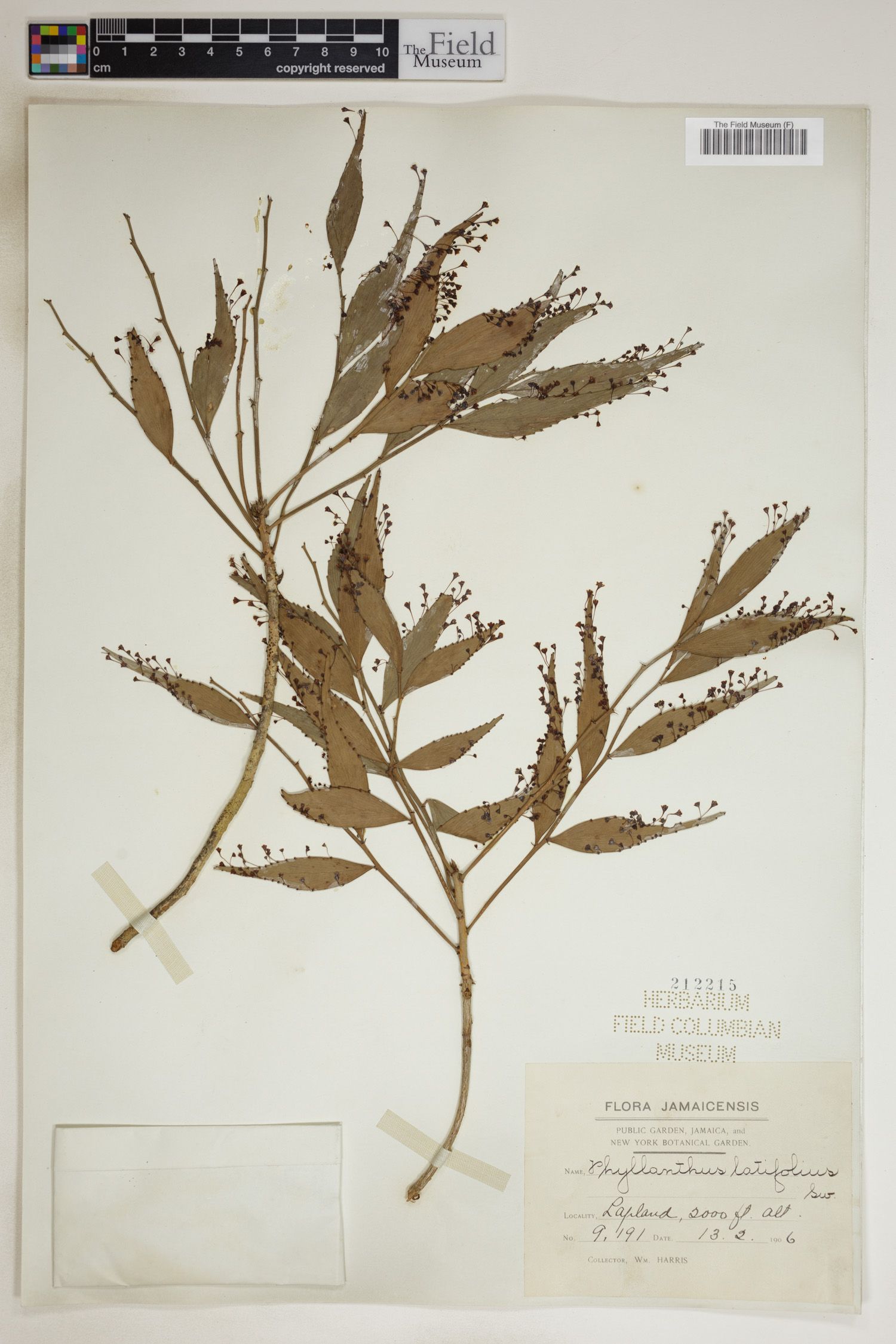 Phyllanthus latifolius image