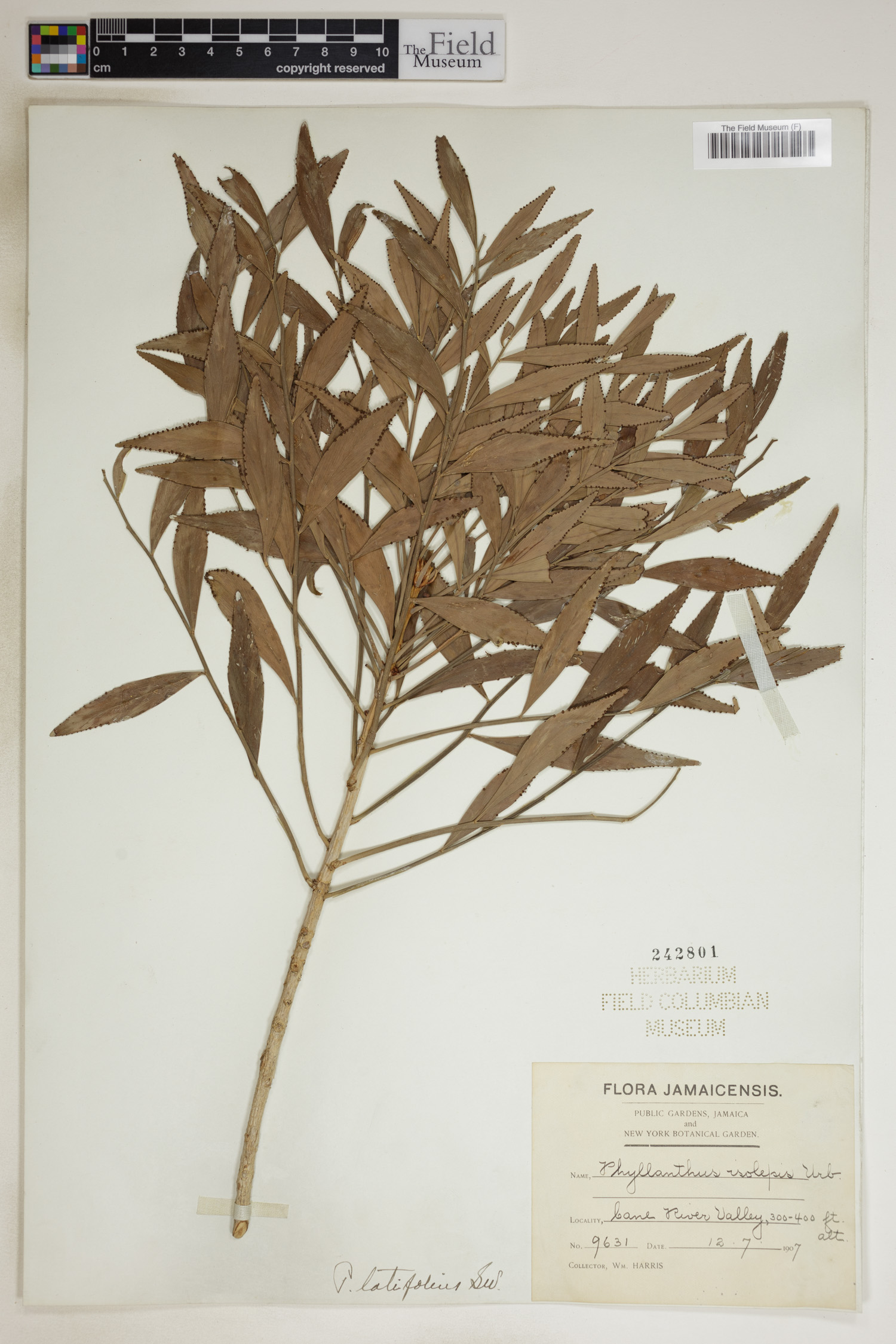 Phyllanthus latifolius image