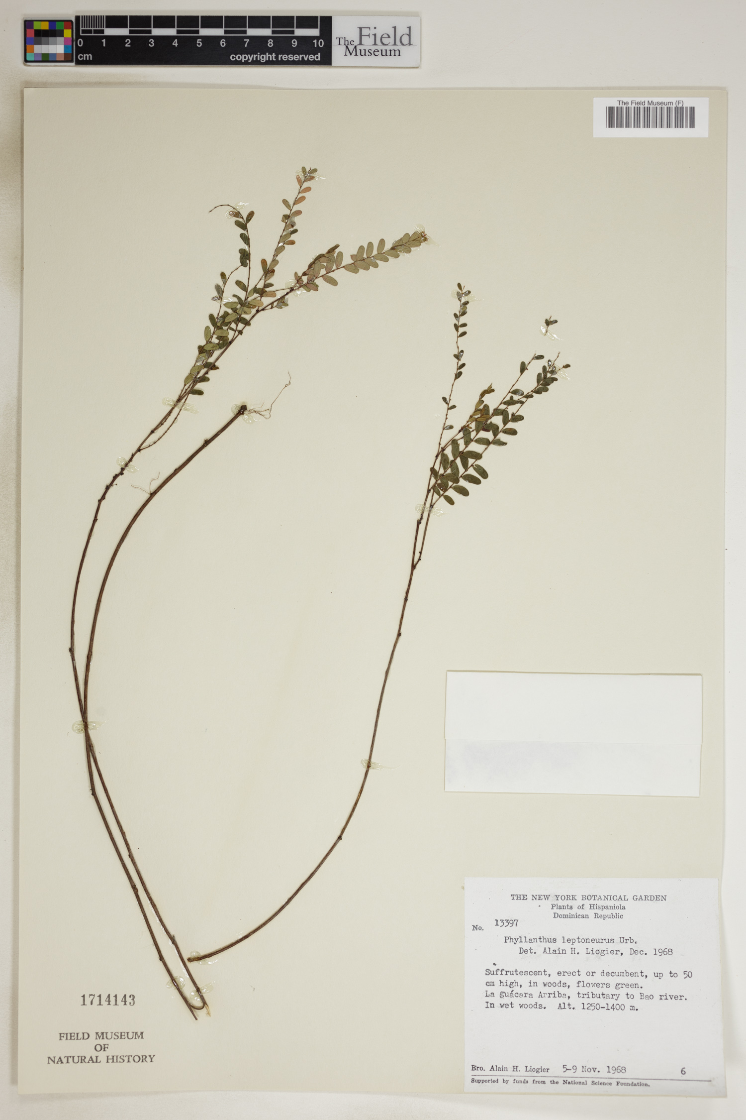 Phyllanthus leptoneurus image