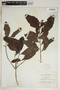 Phyllanthus montanus image
