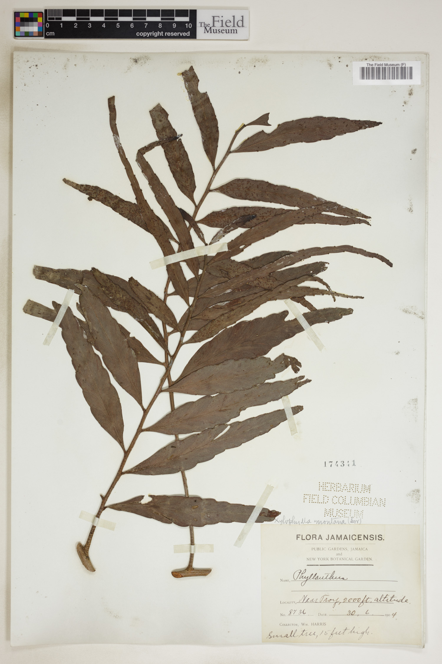 Phyllanthus montanus image