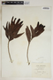Phyllanthus montanus image