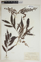 Phyllanthus montanus image