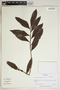 Phyllanthus montanus image