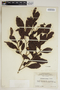 Phyllanthus montanus image