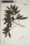 Phyllanthus montanus image
