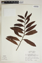 Phyllanthus montanus image
