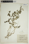 Phyllanthus nummulariifolius image