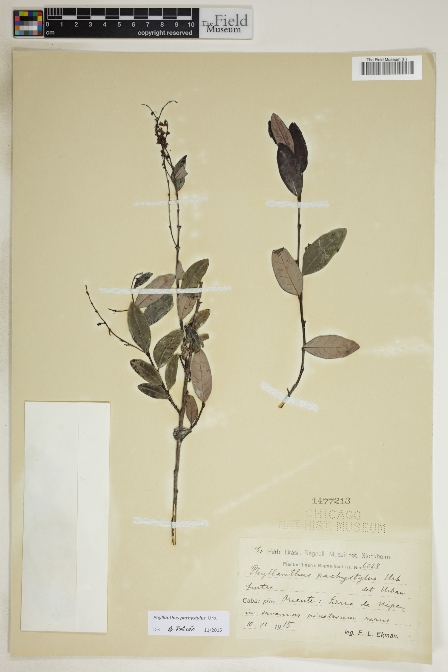 Phyllanthus pachystylus image