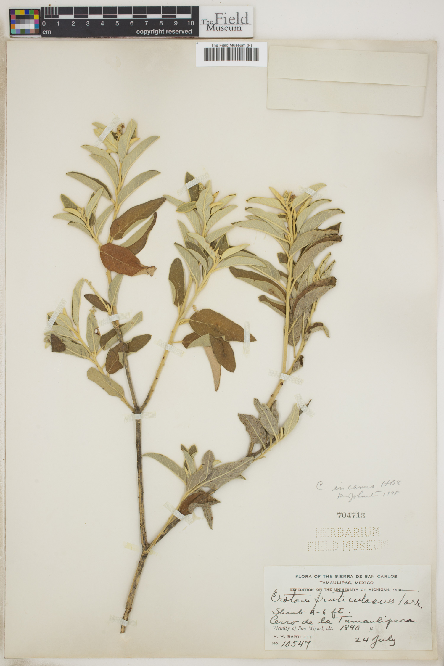 Croton incanus image