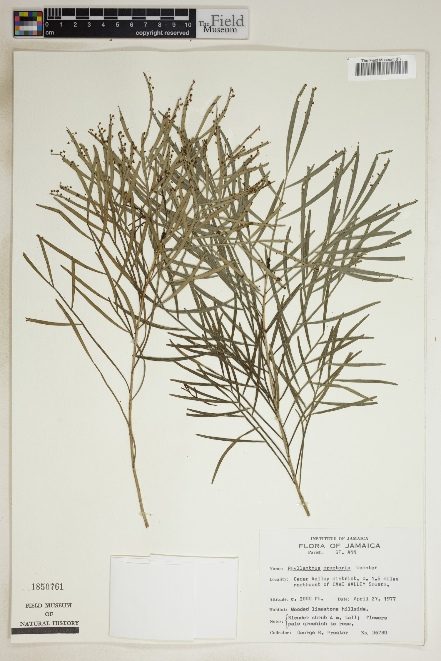 Phyllanthus proctoris image