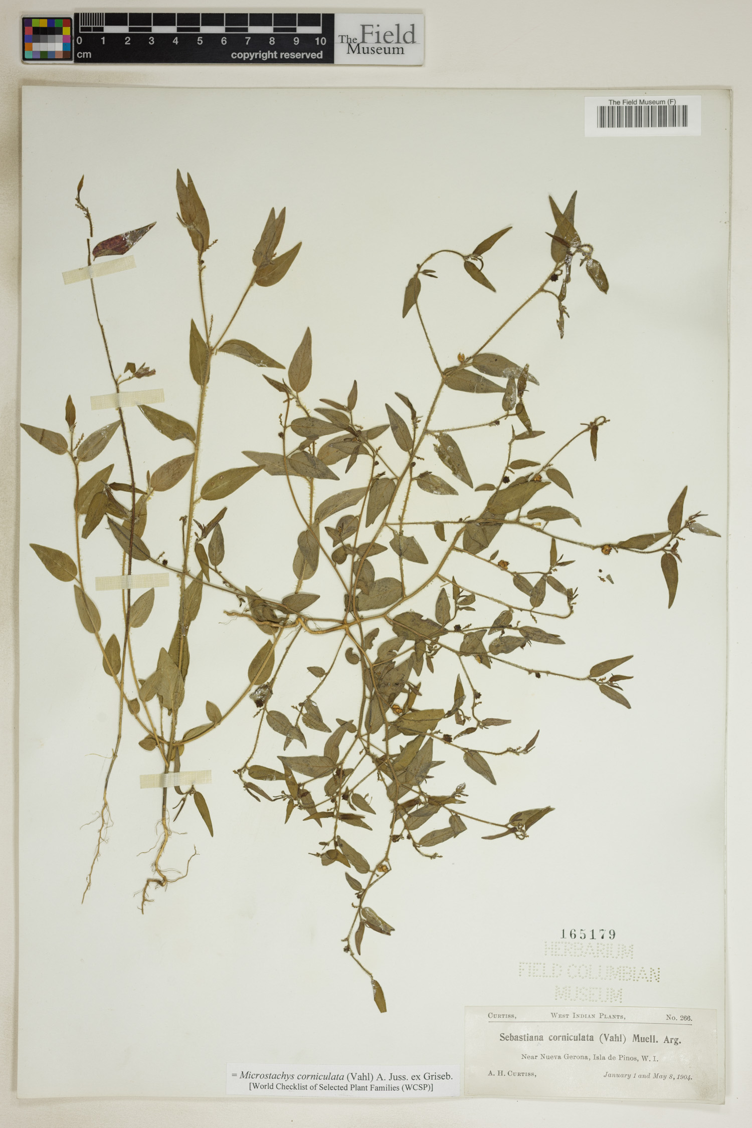 Microstachys corniculata image